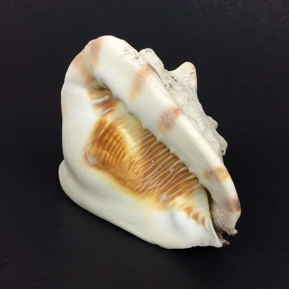Queen Helmet Conch Shell 6x5x4 White Brown Nautical Tropical Decor Crafts - Picture 3 of 6
